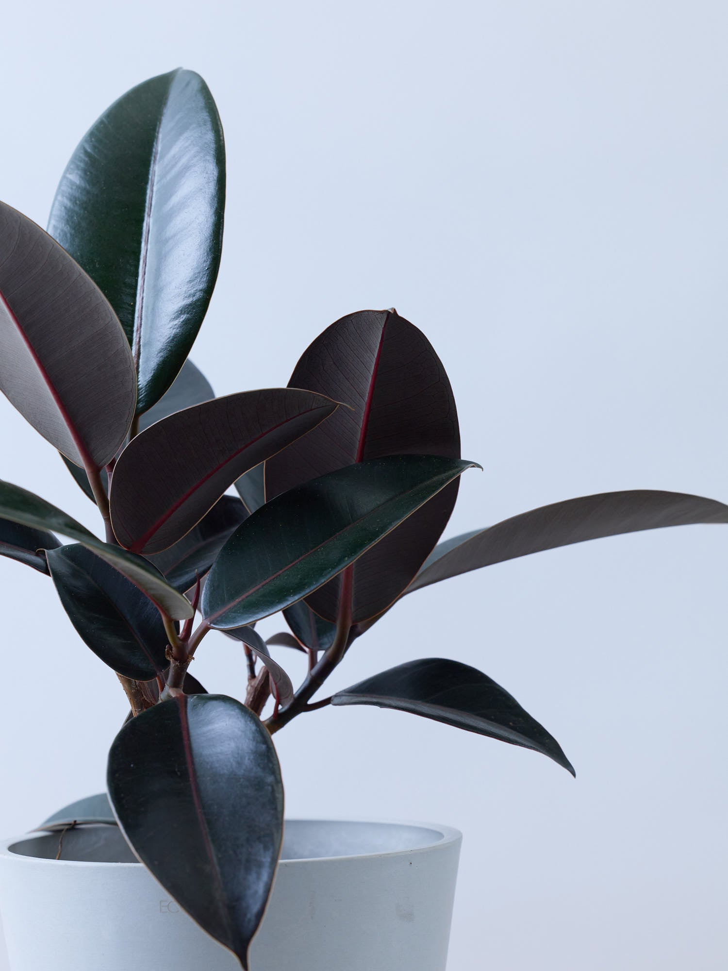 フィカス・バーガンディ S | 観葉植物の通販 AND PLANTS (アンドプランツ)