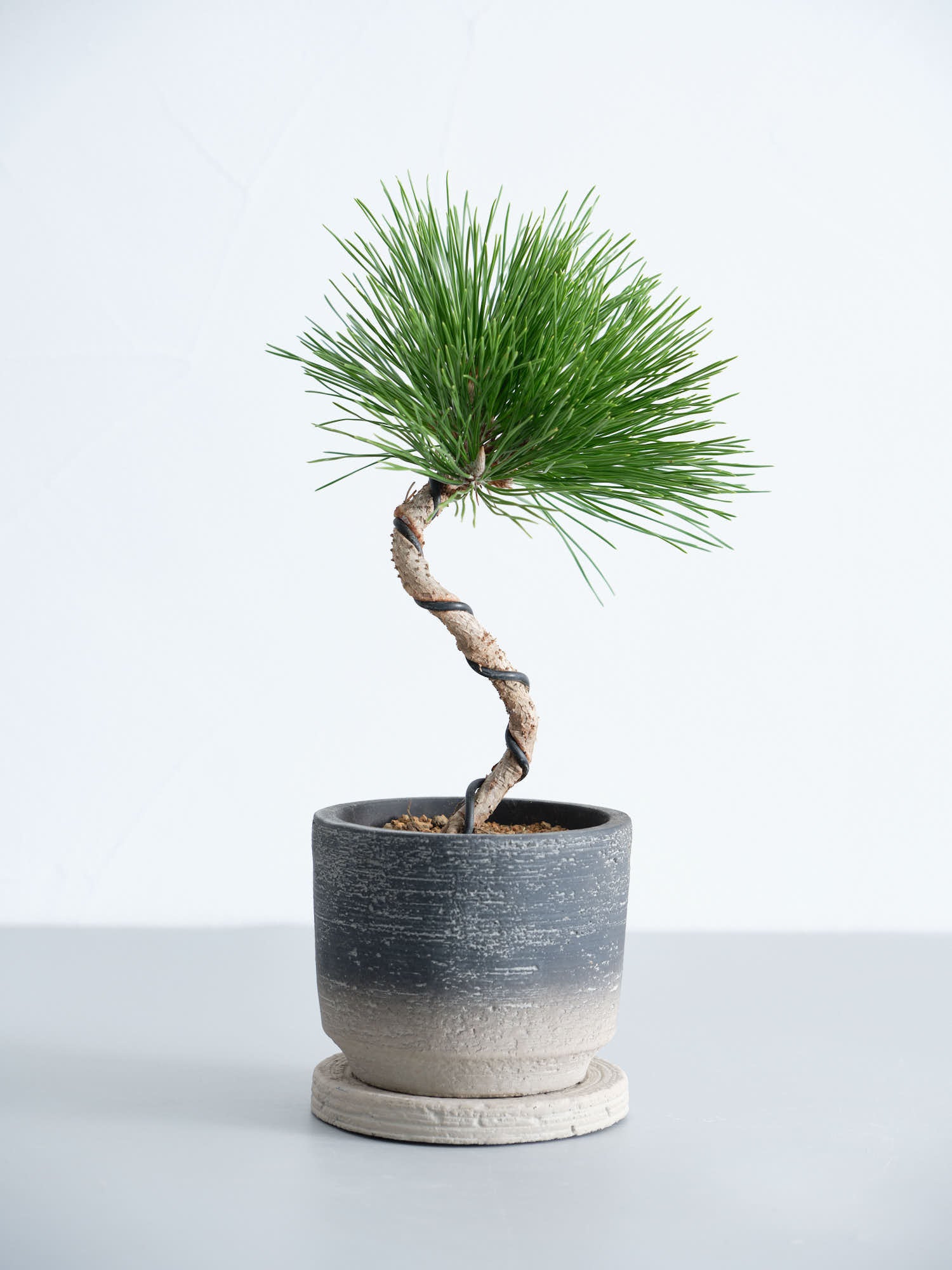 盆栽 五葉松 Table-M | 観葉植物の通販 AND PLANTS (アンドプランツ)