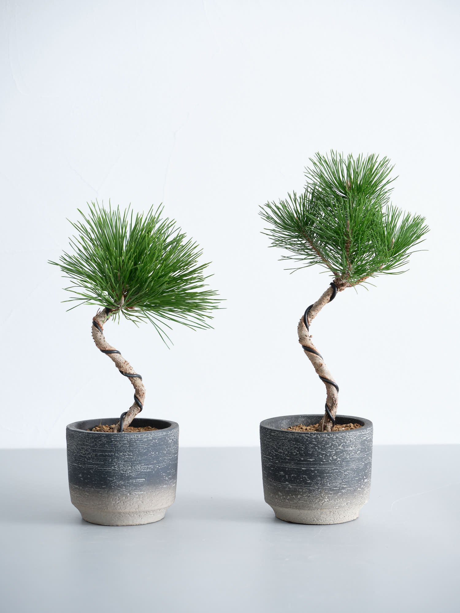 盆栽 五葉松 Table-M | 観葉植物の通販 AND PLANTS (アンドプランツ)