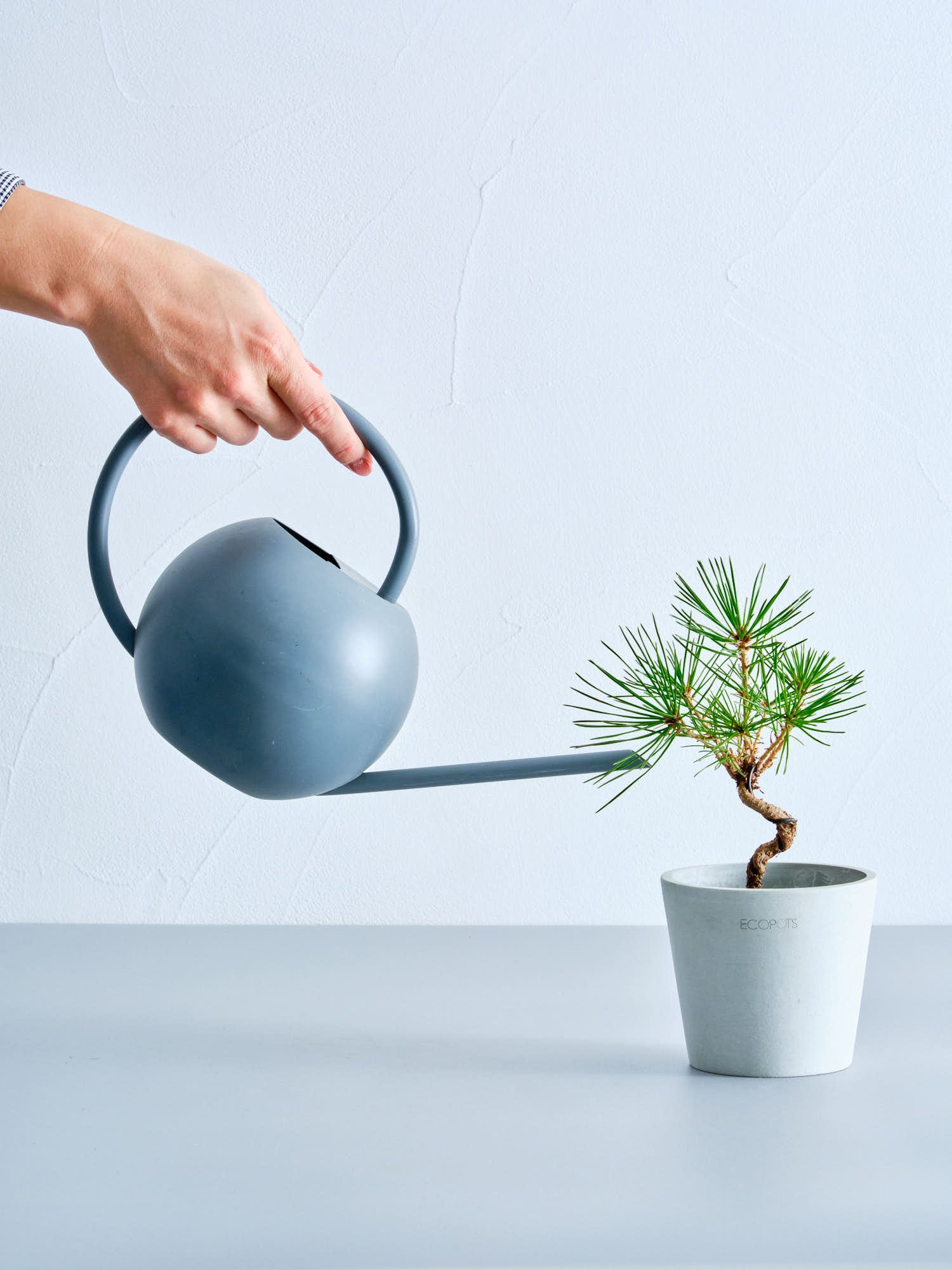 盆栽 三河黒松 Table-S | 観葉植物の通販 AND PLANTS (アンドプランツ)