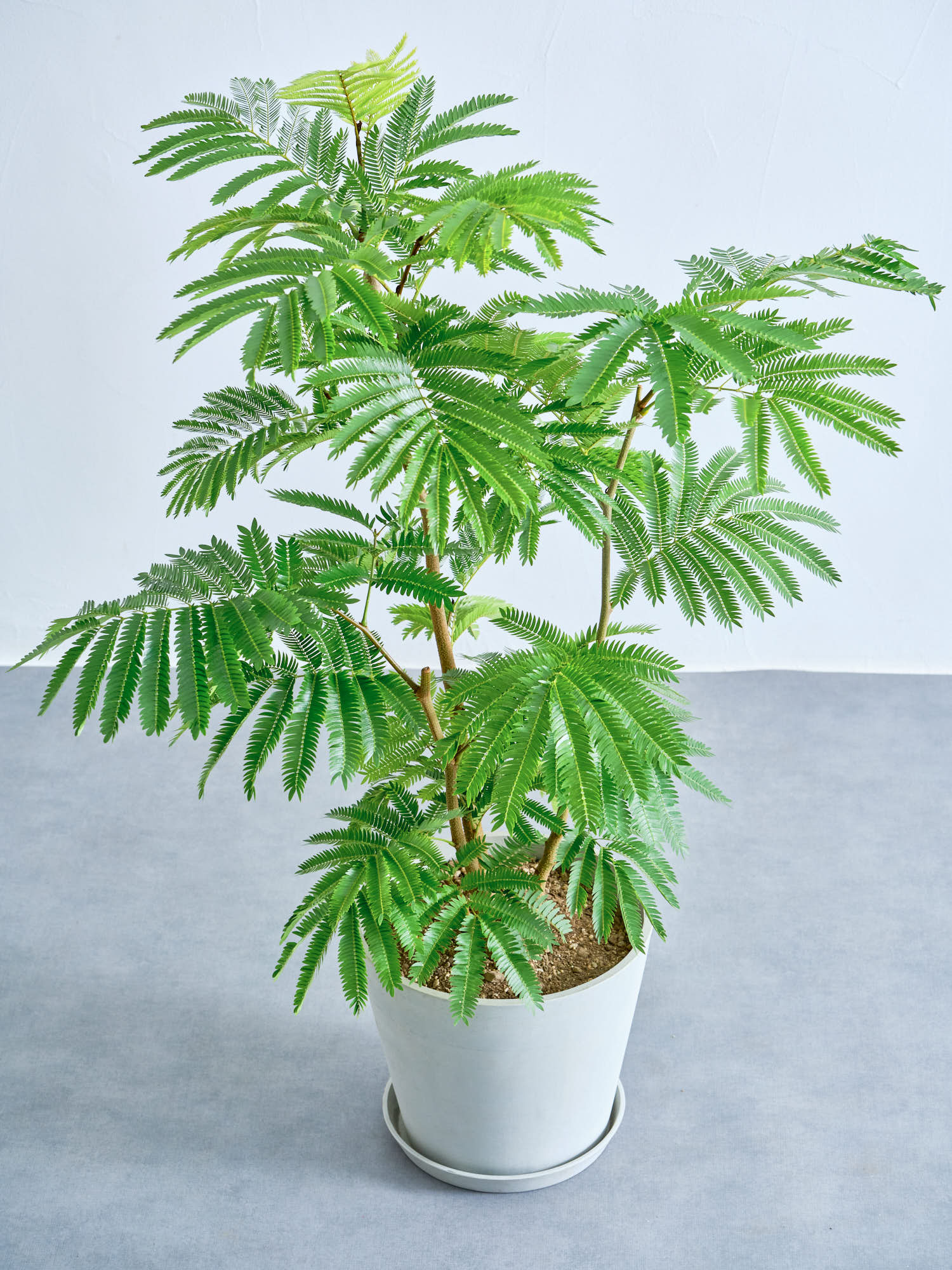 エバーフレッシュ M | 観葉植物の通販 AND PLANTS (アンドプランツ)