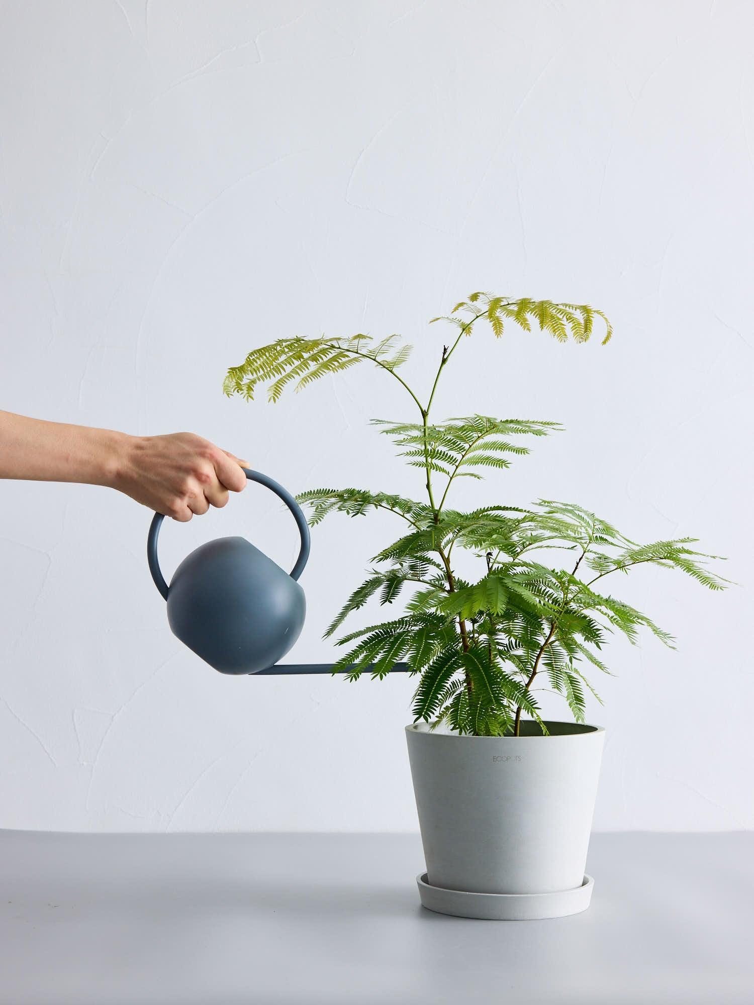 エバーフレッシュ S | 観葉植物の通販 AND PLANTS (アンドプランツ)