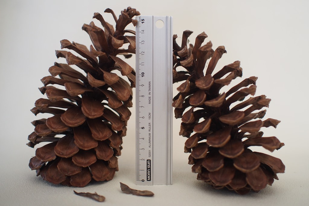 大王松の松ぼっくり | クワウグワ記