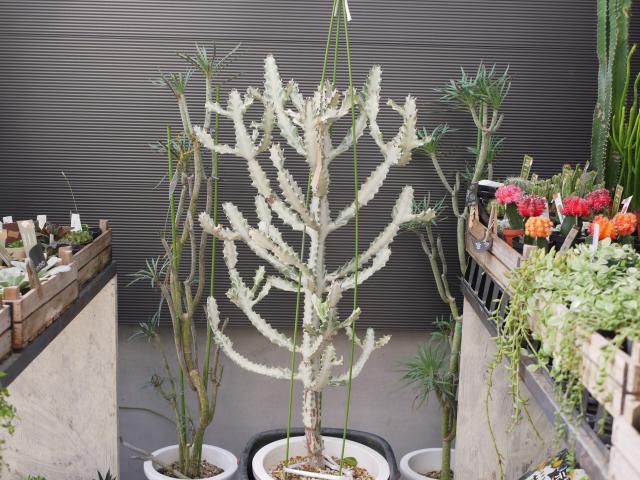 ホワイトゴースト（ユーフォルビア 多肉植物）｜インテリアグリーンと