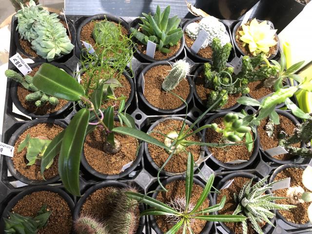 レア多肉、ビザールプランツ、エアプランツ新入荷｜インテリアグリーン