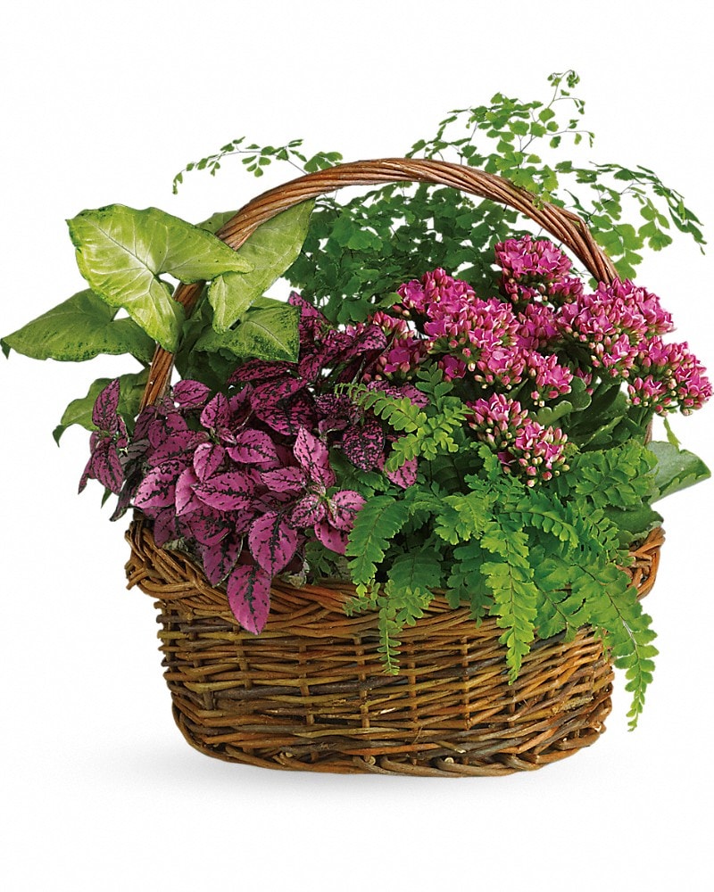 Secret Garden Basket in Concord NH - D. Mcleod, Inc., Florist
