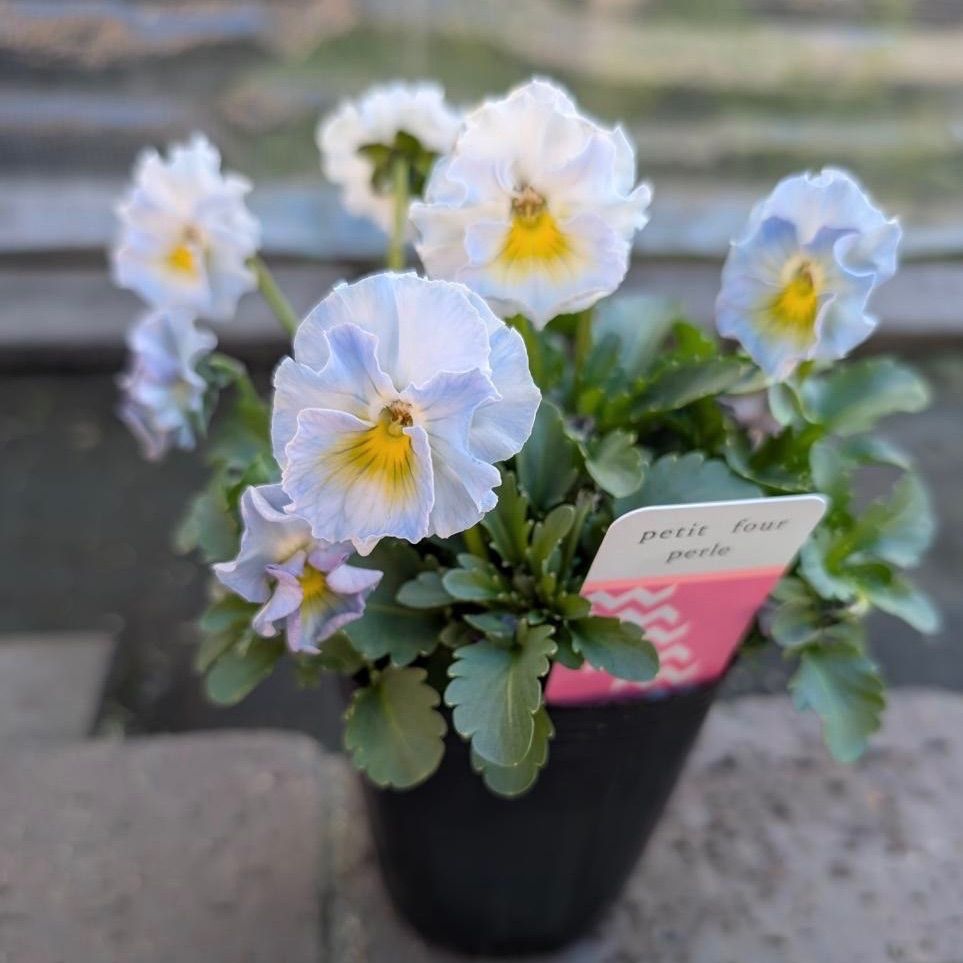 プティフール ビオラ ペルル ハルグリン 花 苗 送料込み - メルカリ