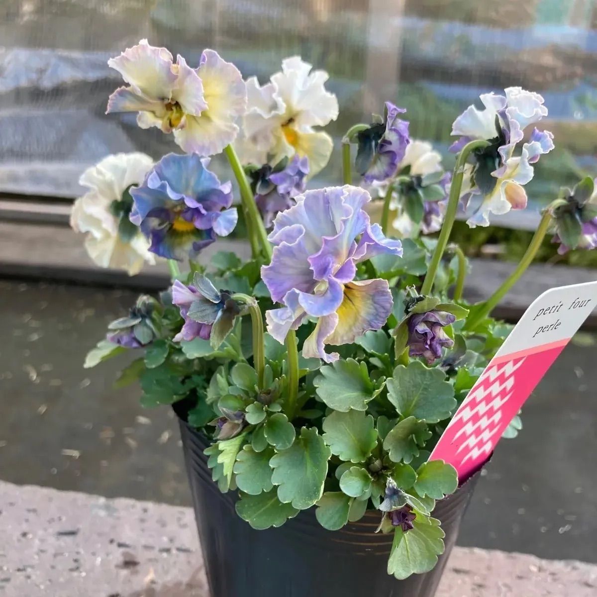 プティフール ペルル ビオラ ハルグリン 送料込み - メルカリ