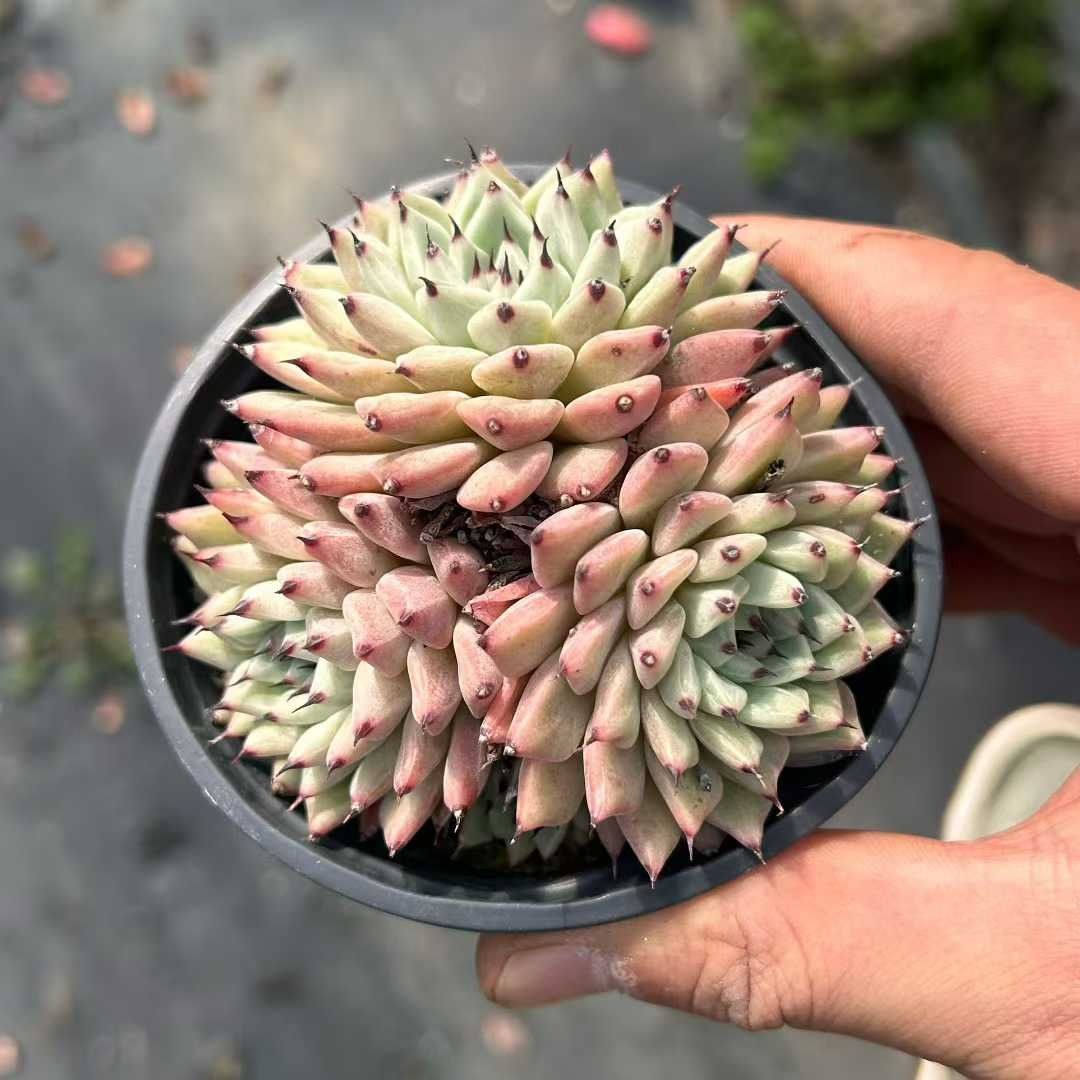 メルカリ便発送☆多肉植物 アロエ属 プラテンシス(実生選抜S5のカキコ