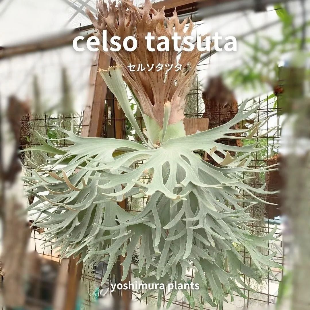 胞子] celso tatsuta セルソタツタ ビカクシダ - メルカリ