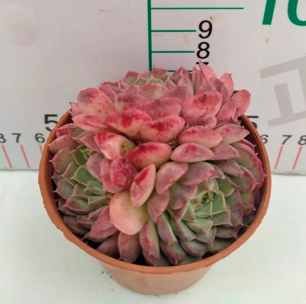 新入荷 18株の抜き苗セット シュサシ 多肉植物 佐川急便発送