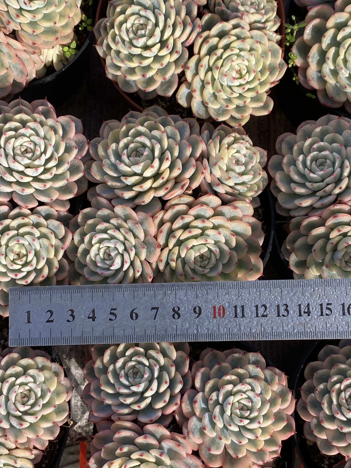 新入荷 18株の抜き苗セット ヒメレンニシキグン 多肉植物 佐川急便発送