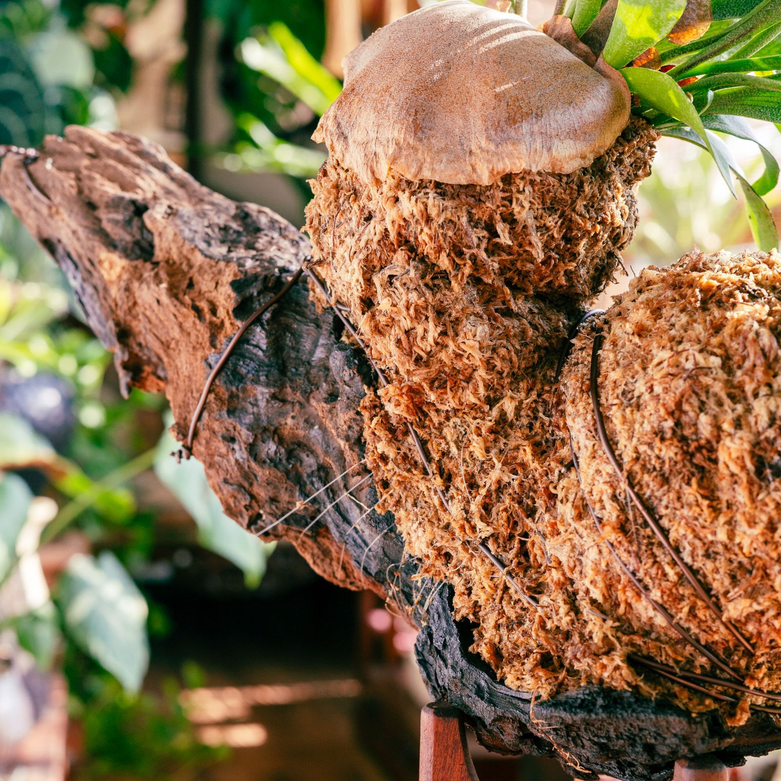 🐛蛹から孵るオバケビカクシダ】𖣔 ビカクシダ・アルシコルネ