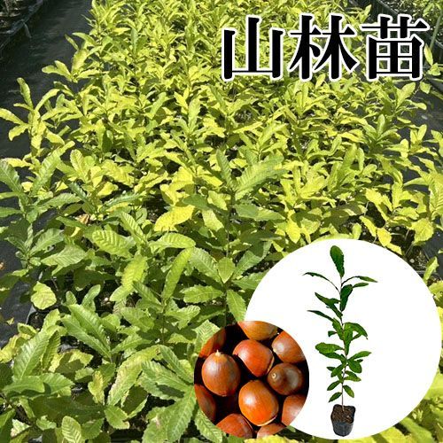 単 品 】クヌギ樹高0.5m前後10.5cmポット - メルカリ