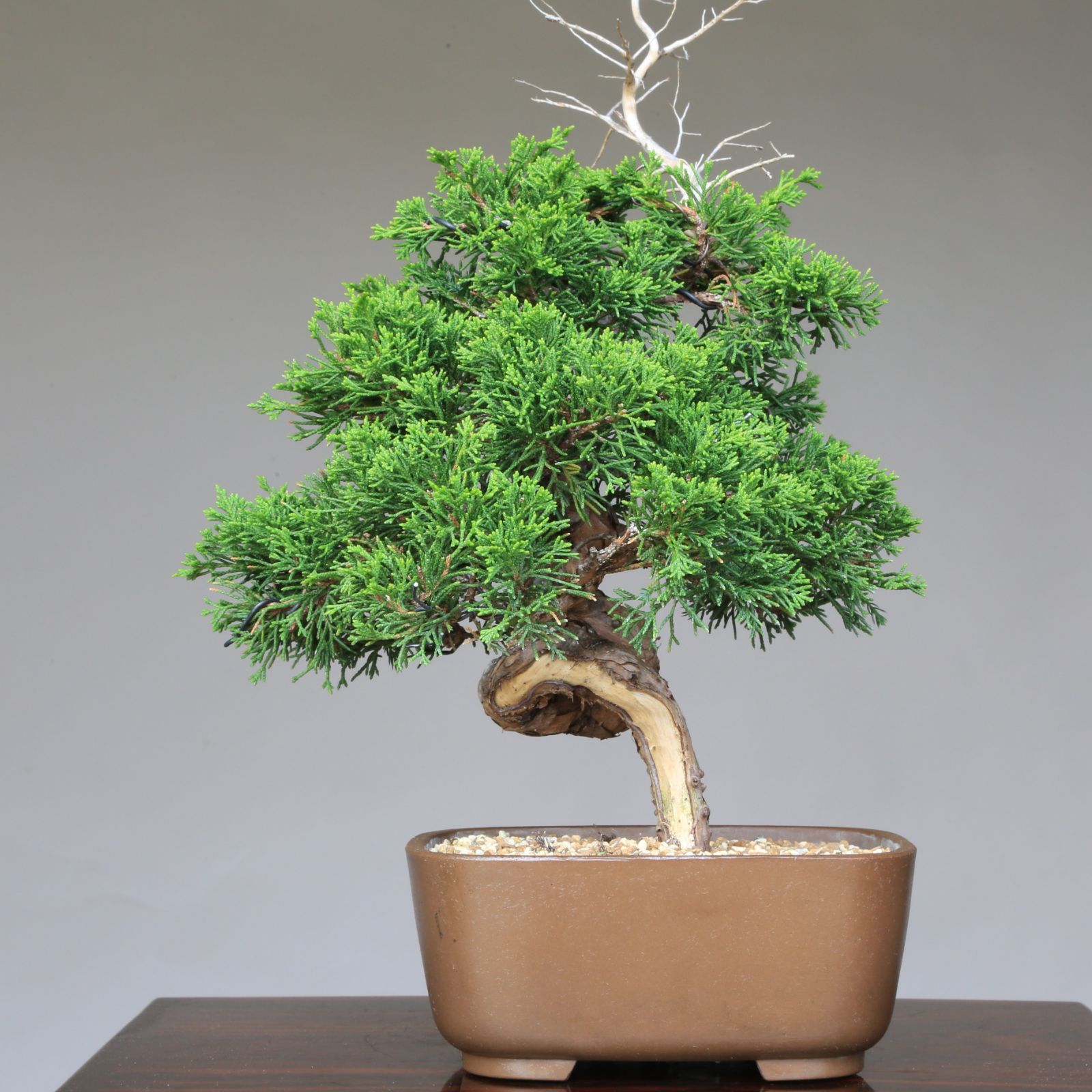 糸魚川真柏（捻転幹・ジン・シャリ）小品盆栽 【泰寿園 Online】現品