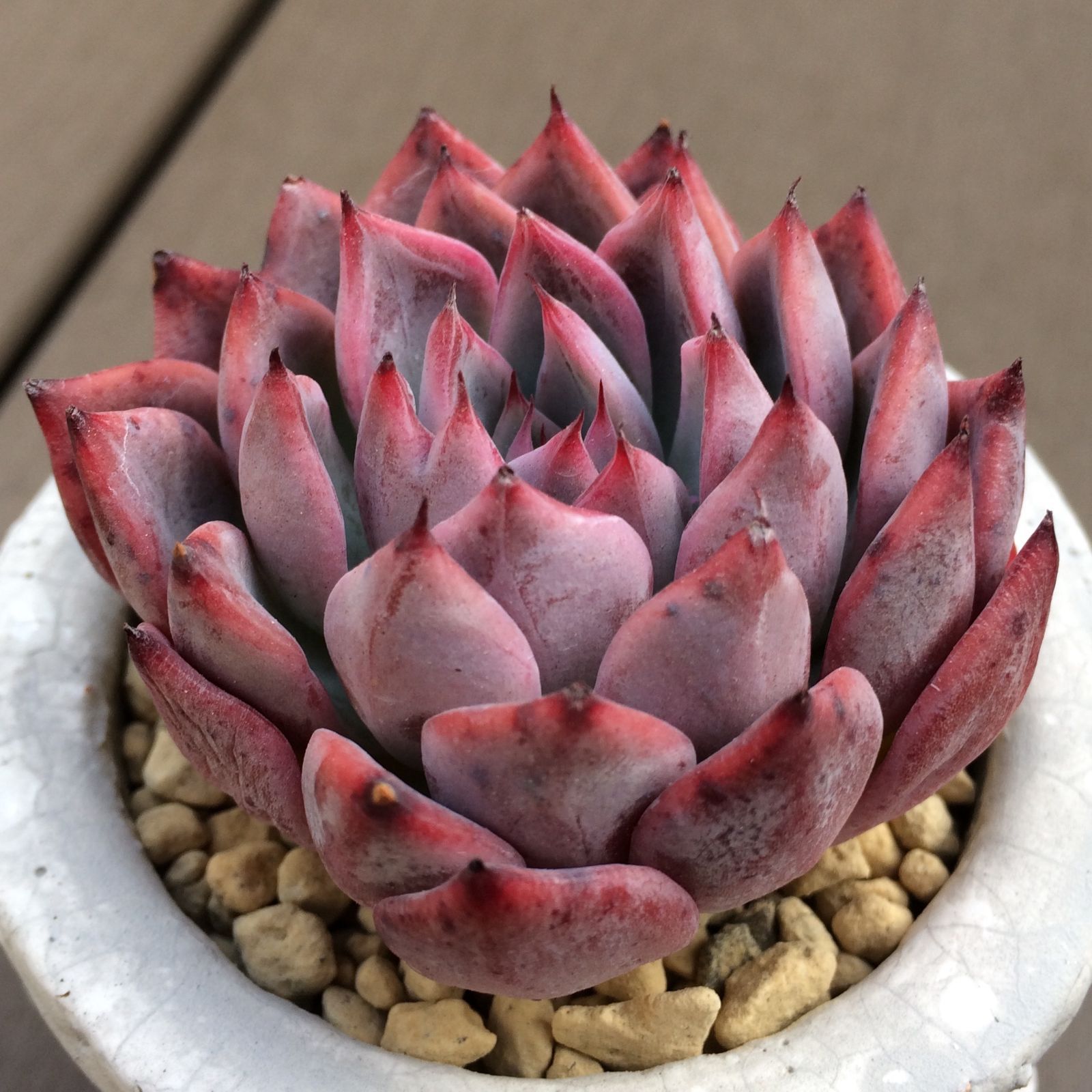 エケべリア ブラックスワン 多肉植物韓国苗【ポコ多肉】 - メルカリ