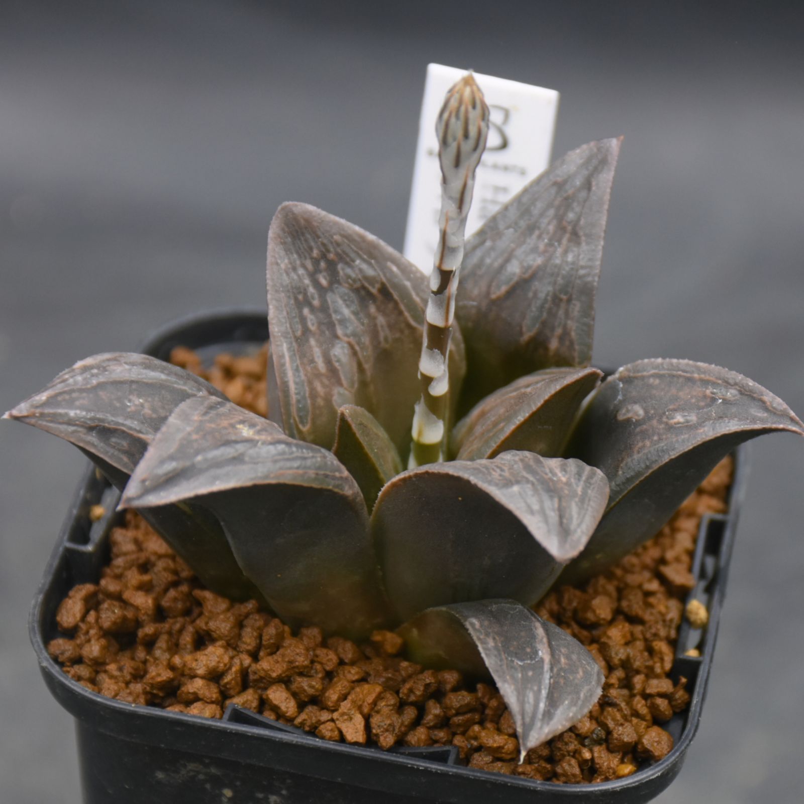 BP』ハオルチア ハロウィン - メルカリ