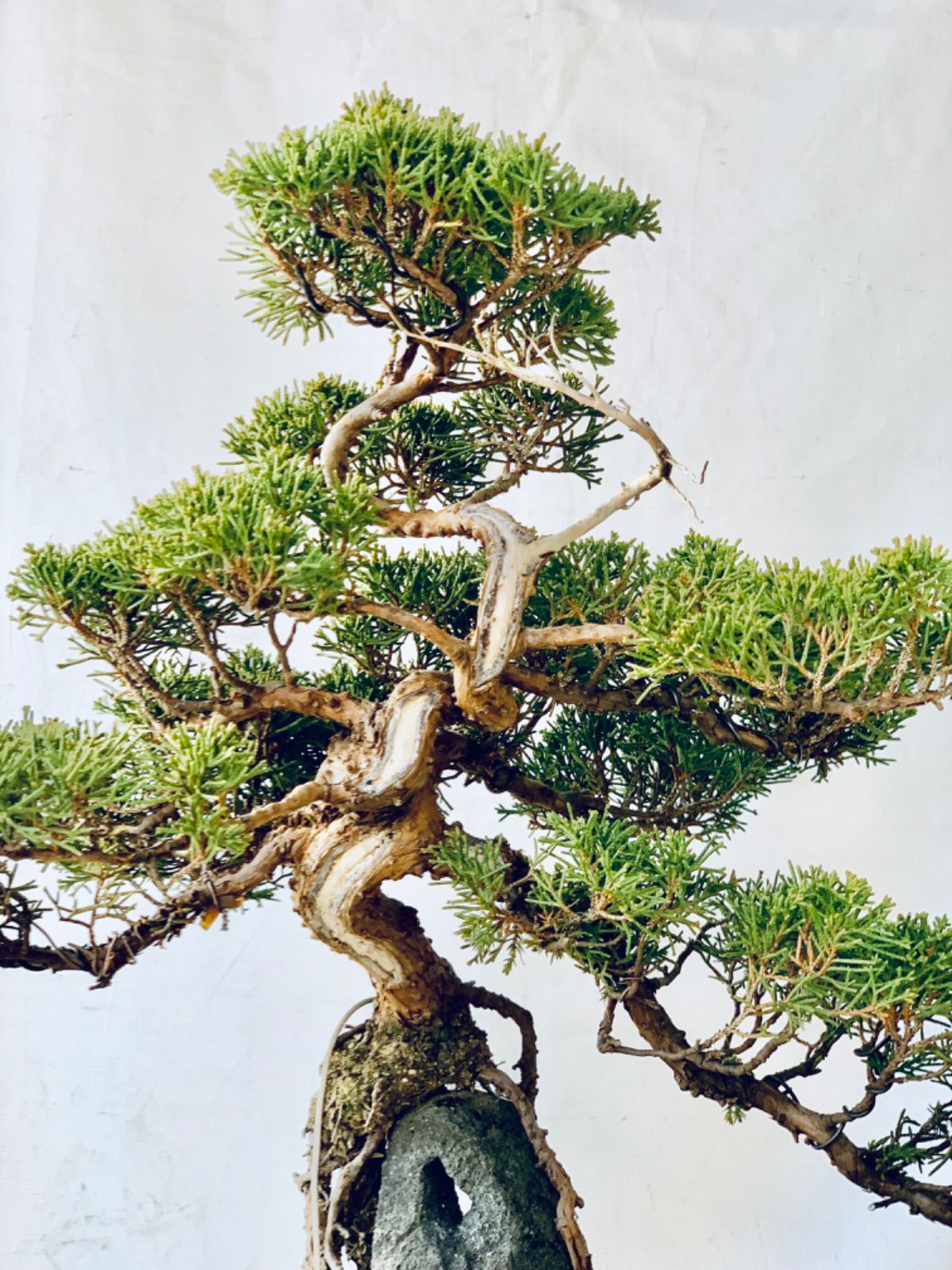 真柏 根上がり 石付き 小品盆栽 しんぱく ねあがり いしつき - メルカリ
