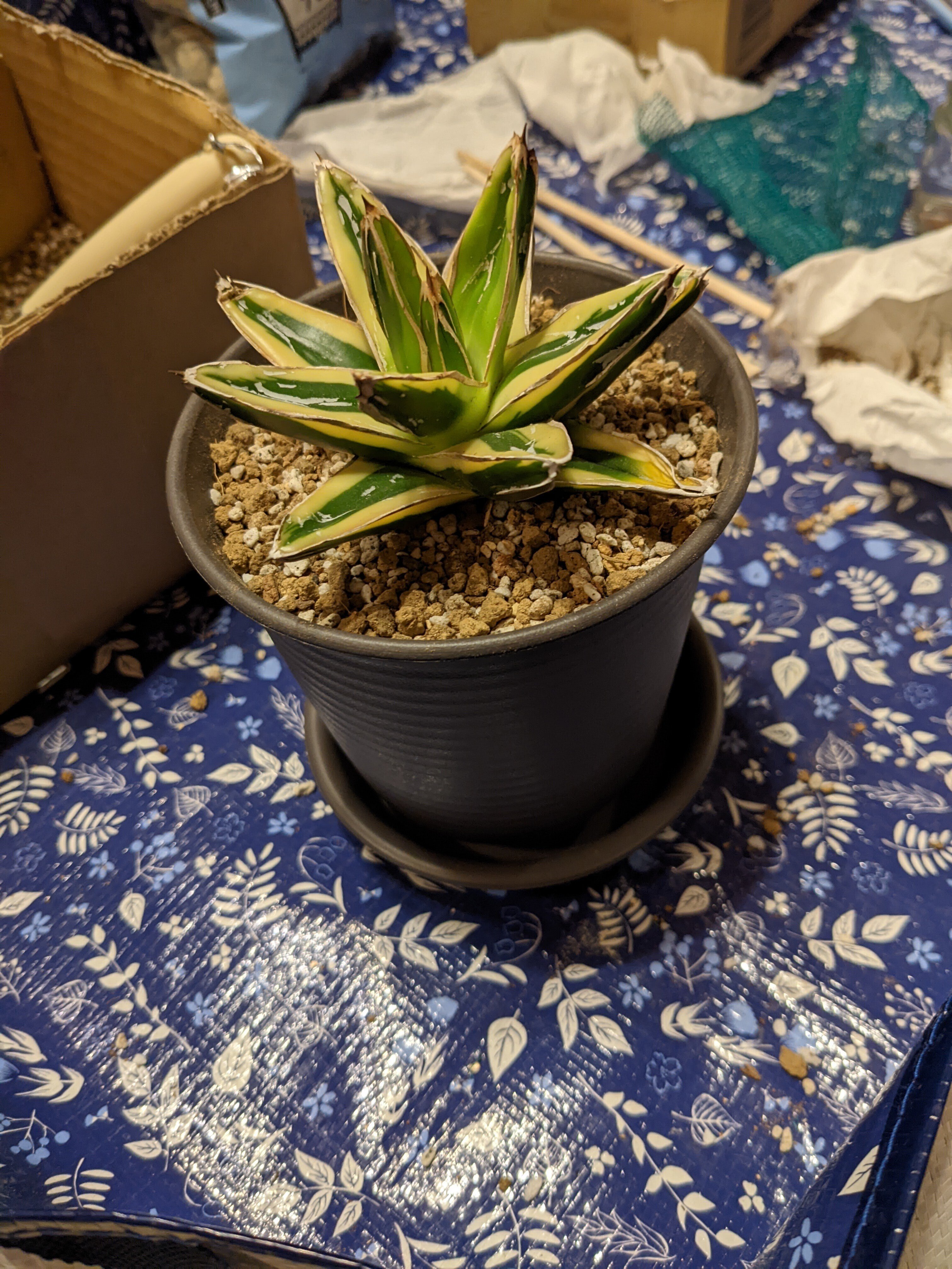 白蛇伝】カキコ株 発根済み！ 随時更新】根無しアガベの発根チャレンジ