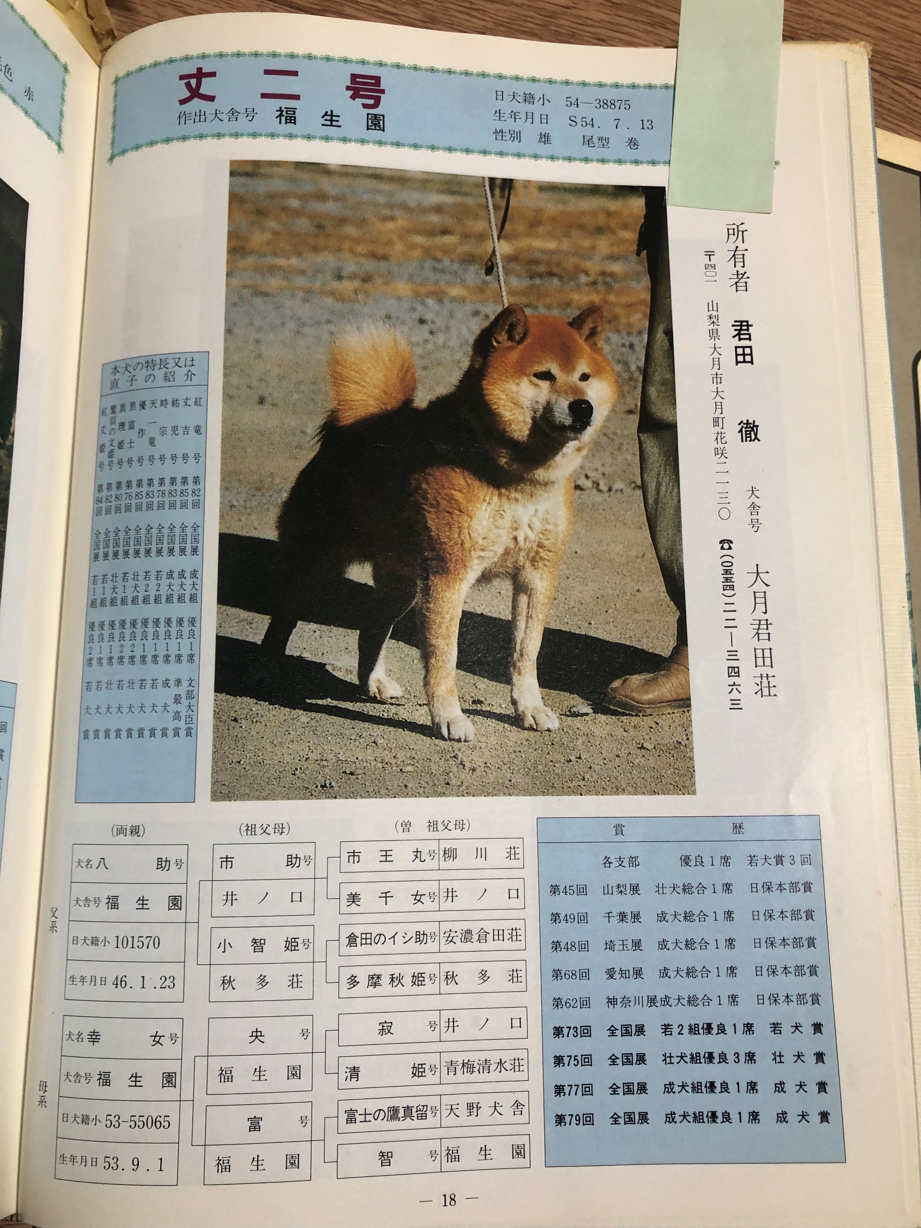 柴犬の話 天然記念物の犬と過ごした日々｜（花鳥風月）ikesan