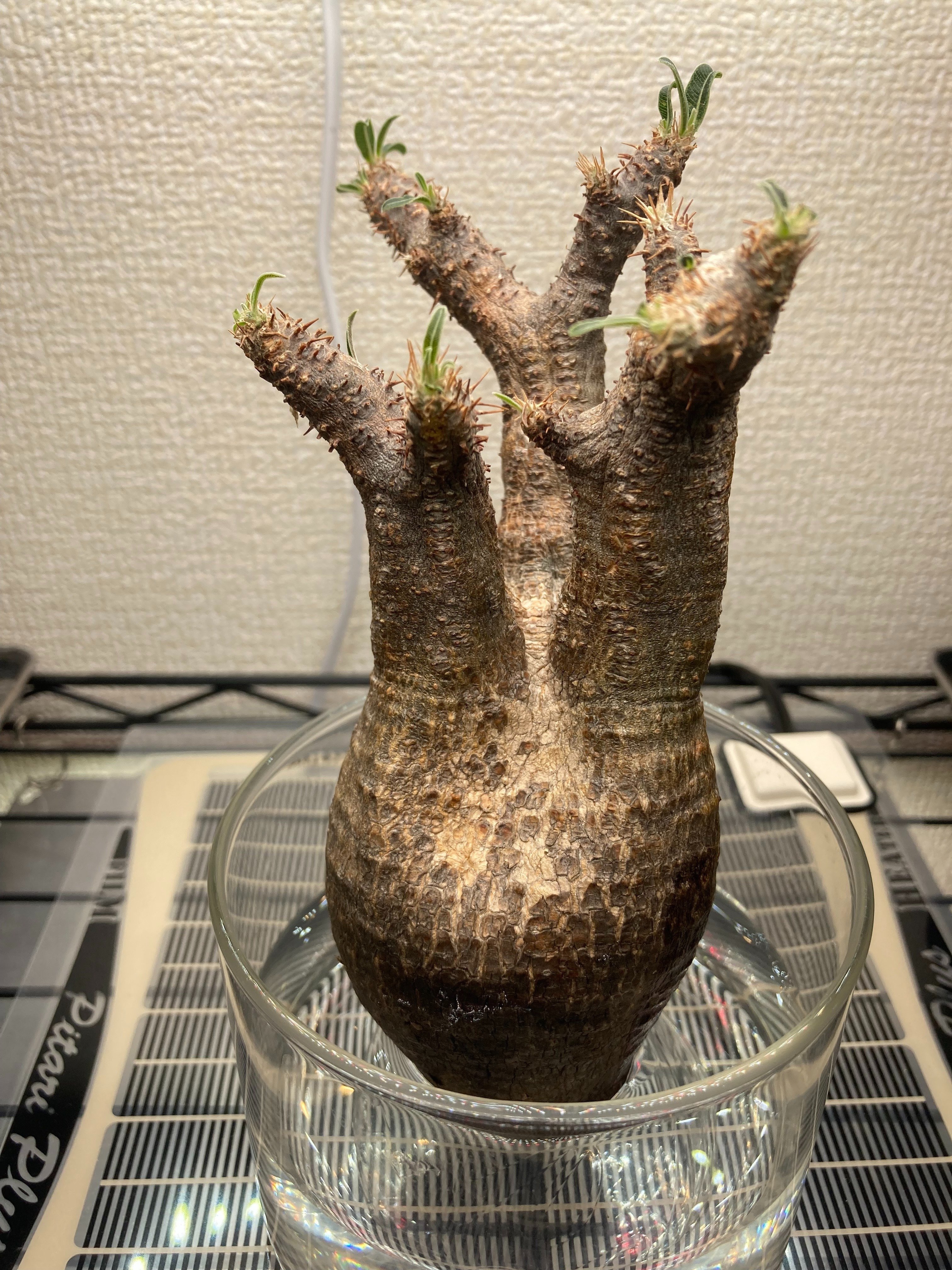 グラキリスのベアルート株 未経験者が発根管理に挑戦。 ｜.plants