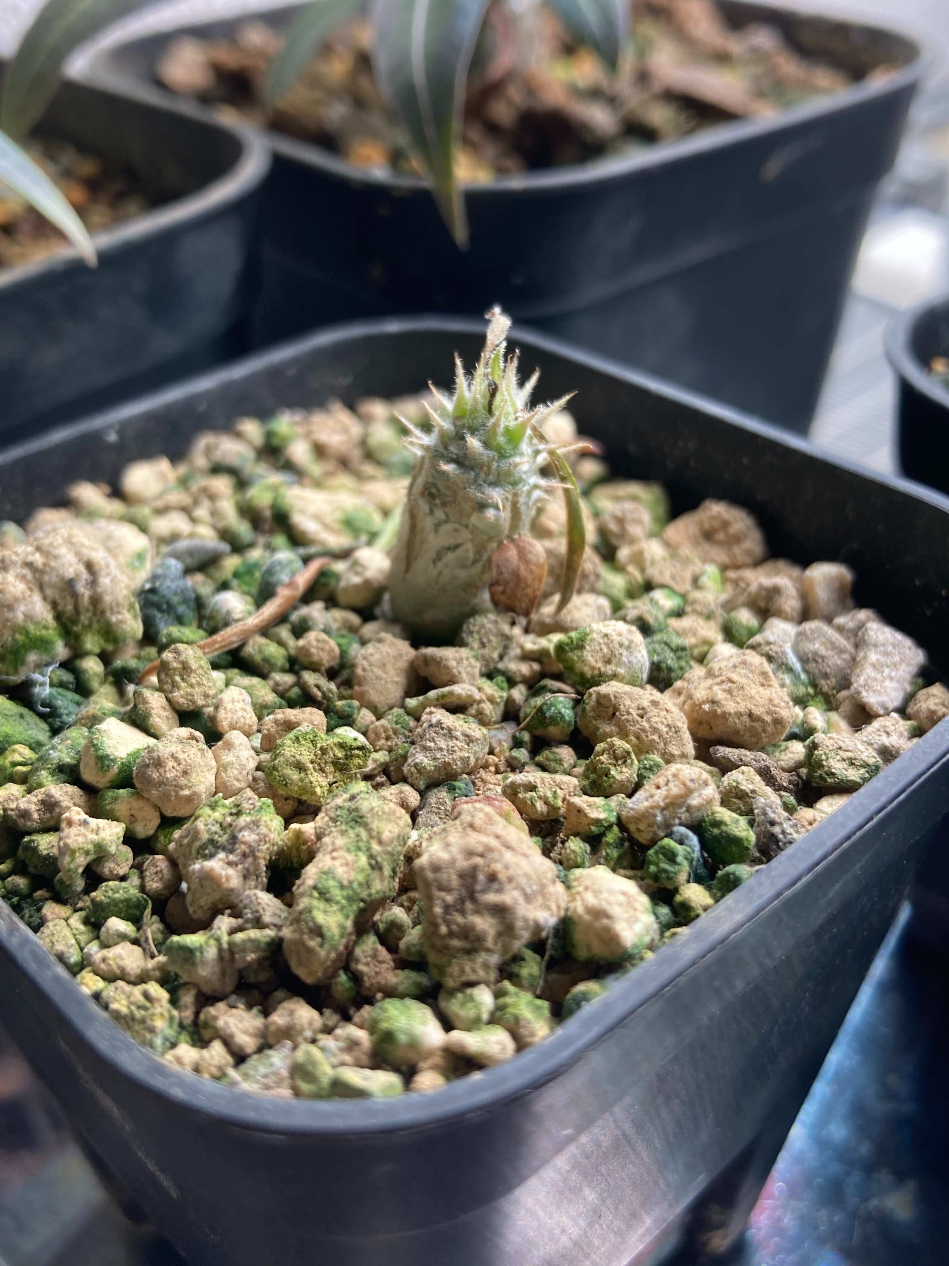 パキポディウム・エブレネウム実生5ヶ月｜.plants bless you.