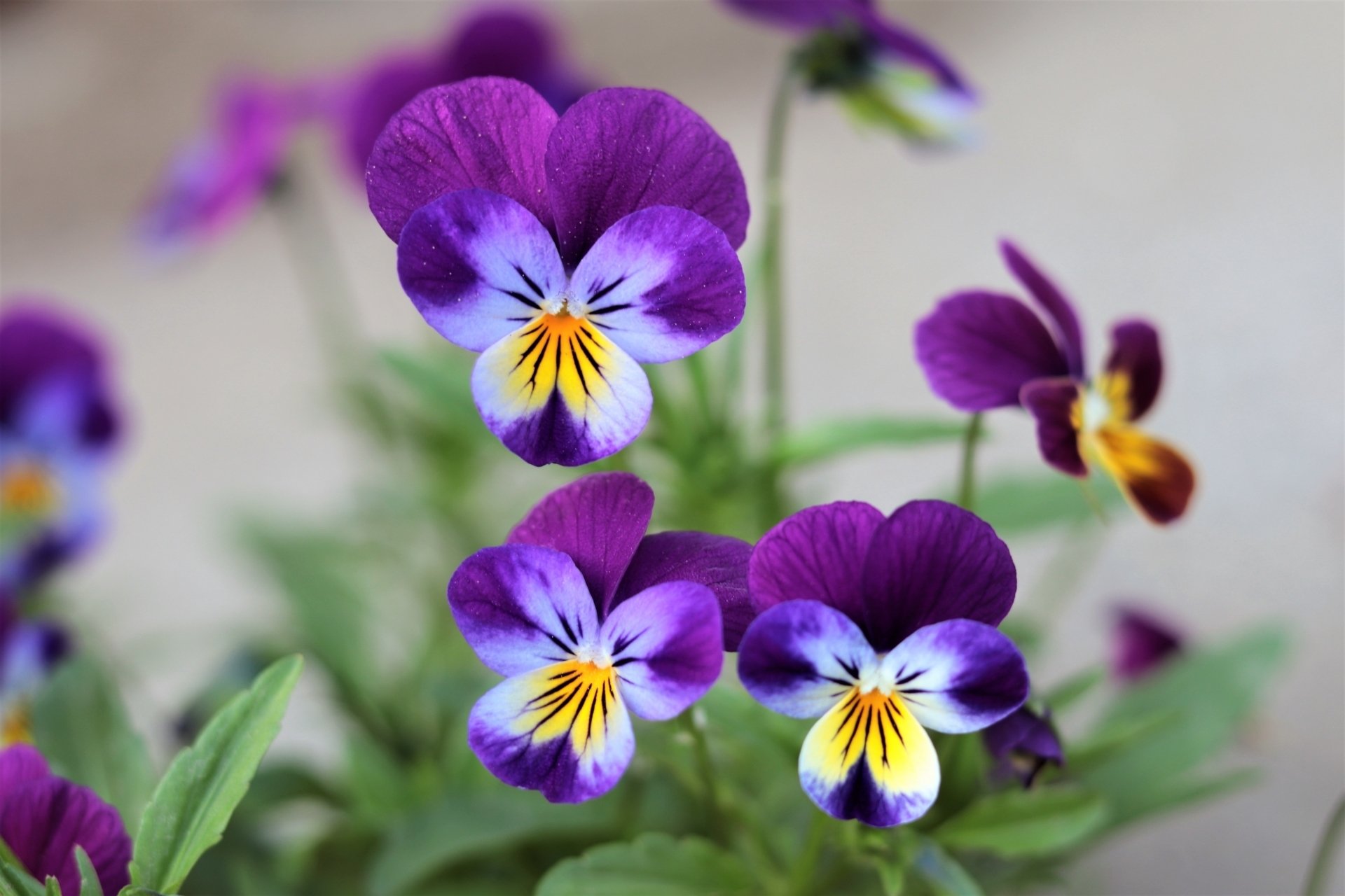 三色菫（ワイルド・パンジー）｜鈴木咲子/ Sakiko Suzuki