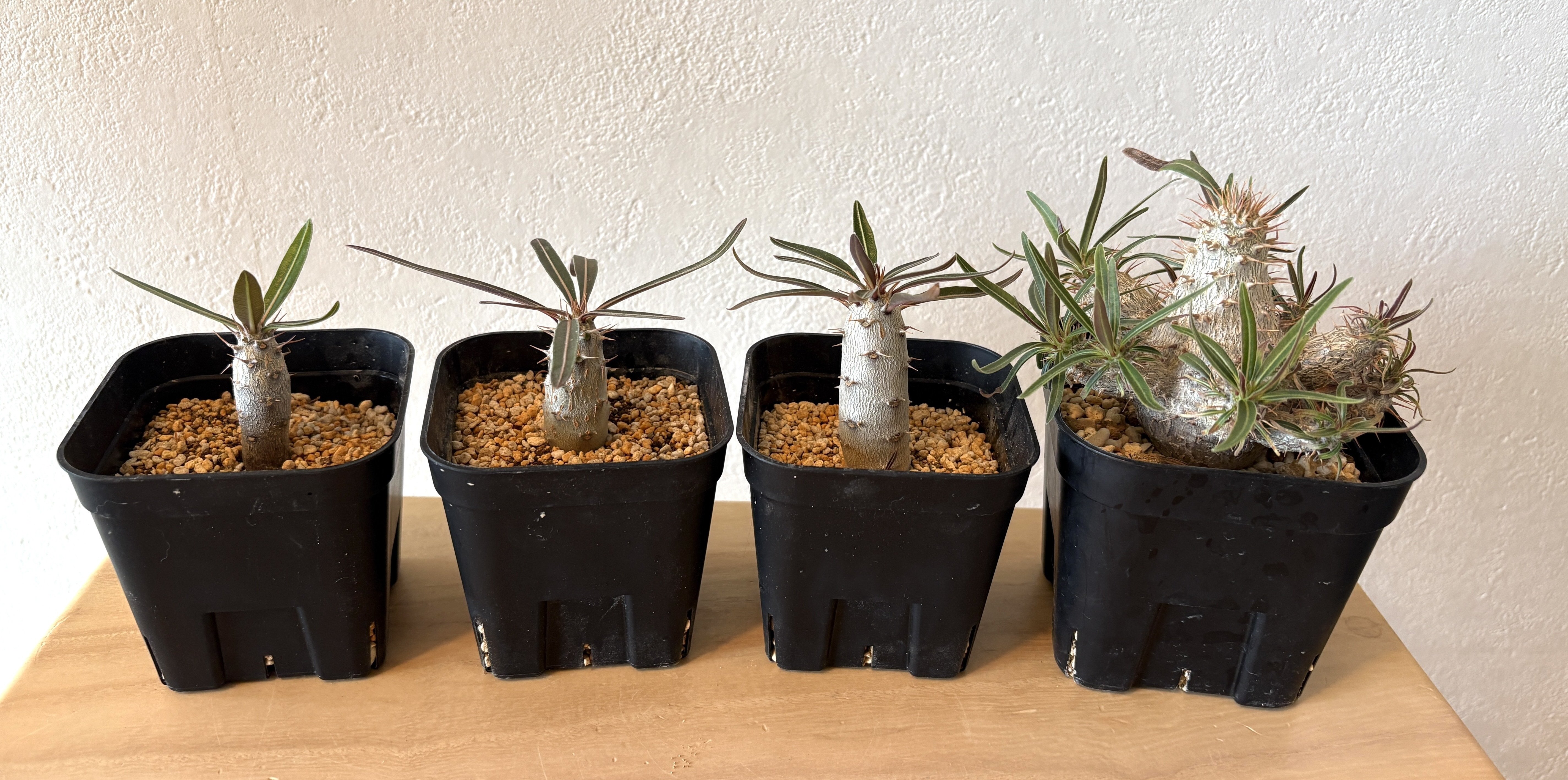 夢にまでみたまあるいグラキリスがやってきた｜ドラゴン・スー