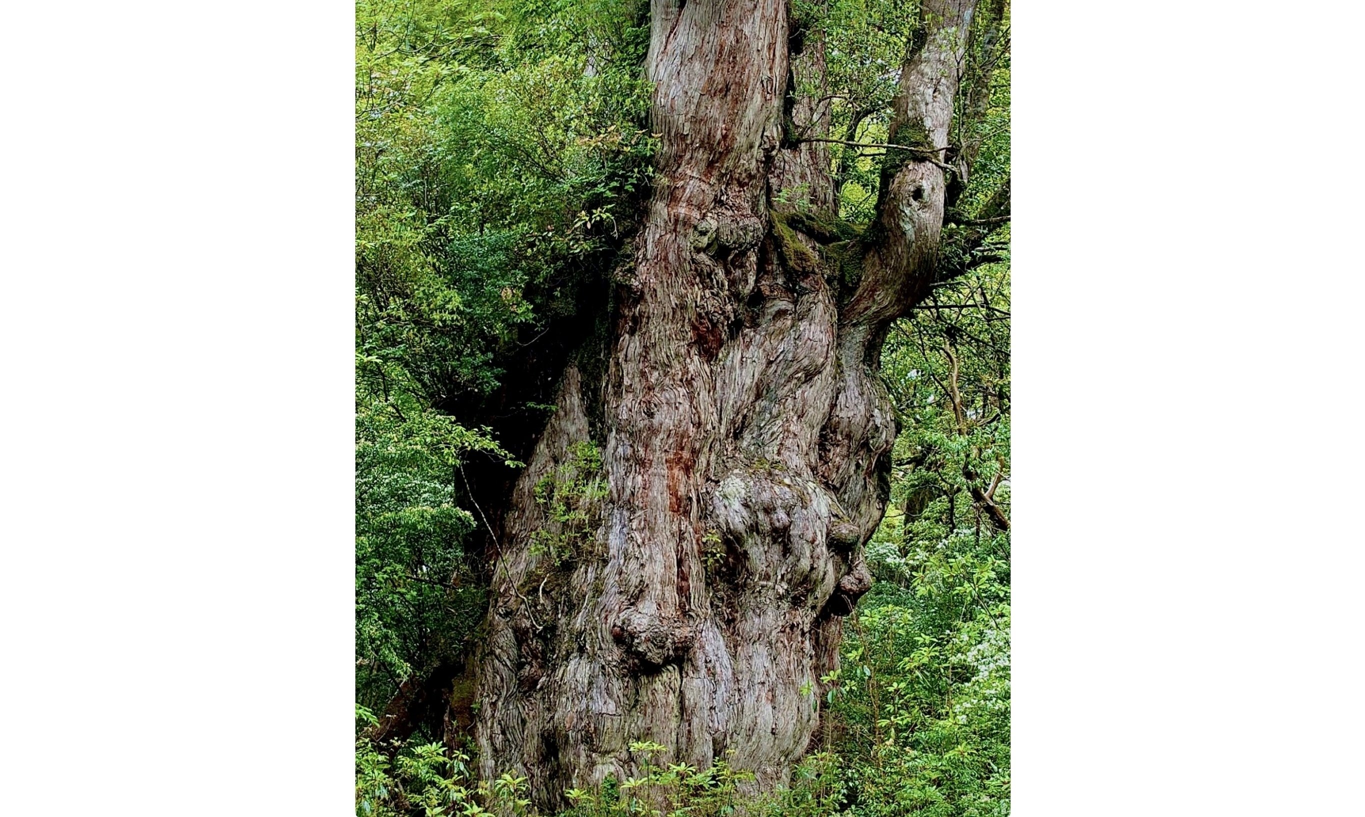 聖老人」百姓・詩人・信仰者として|山尾三省 [著]｜fu [フー子です ]