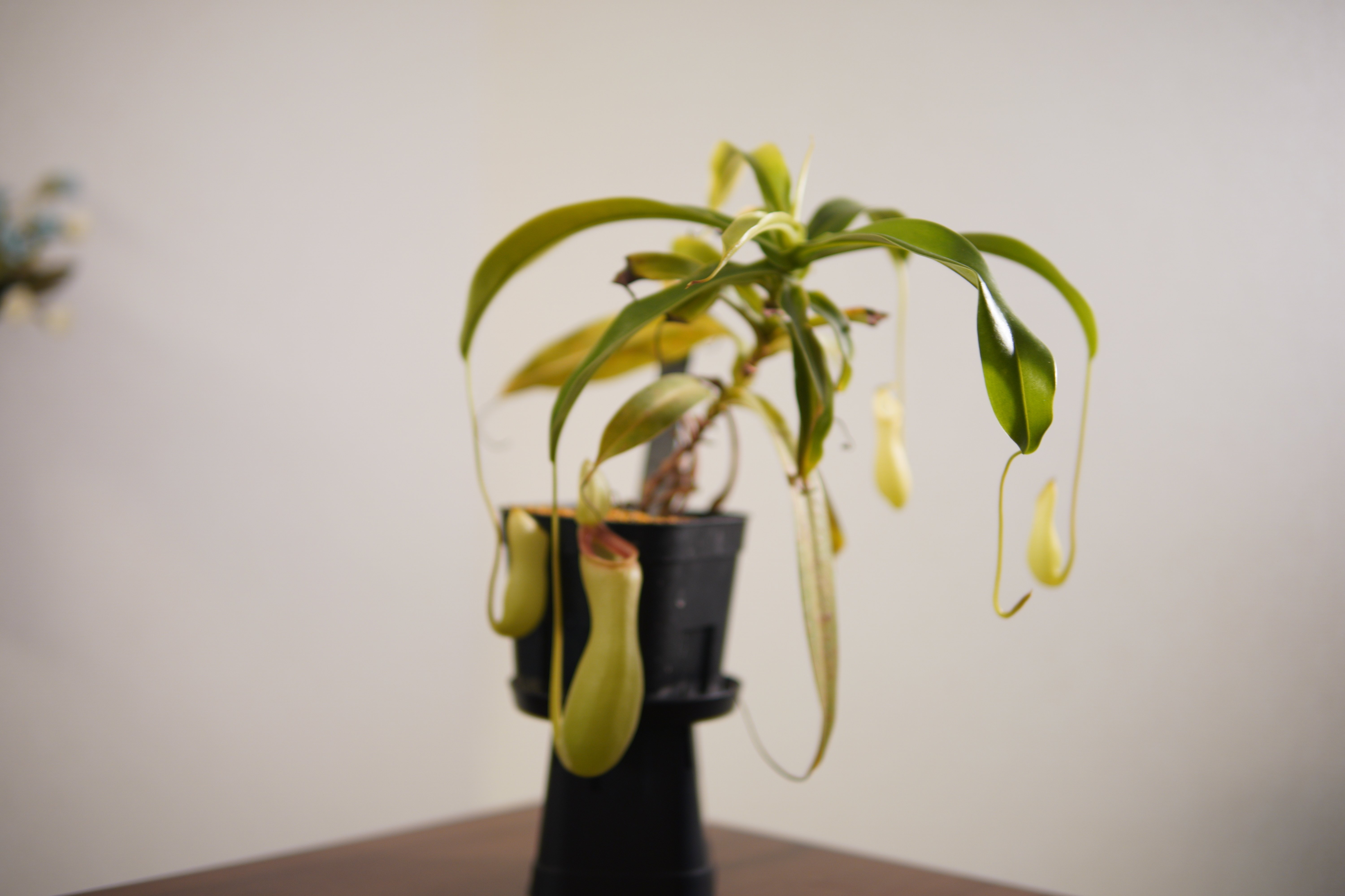 ツボ記】ベントリコーサ（在来系）｜N. ventricosa｜陶器のようなツボ