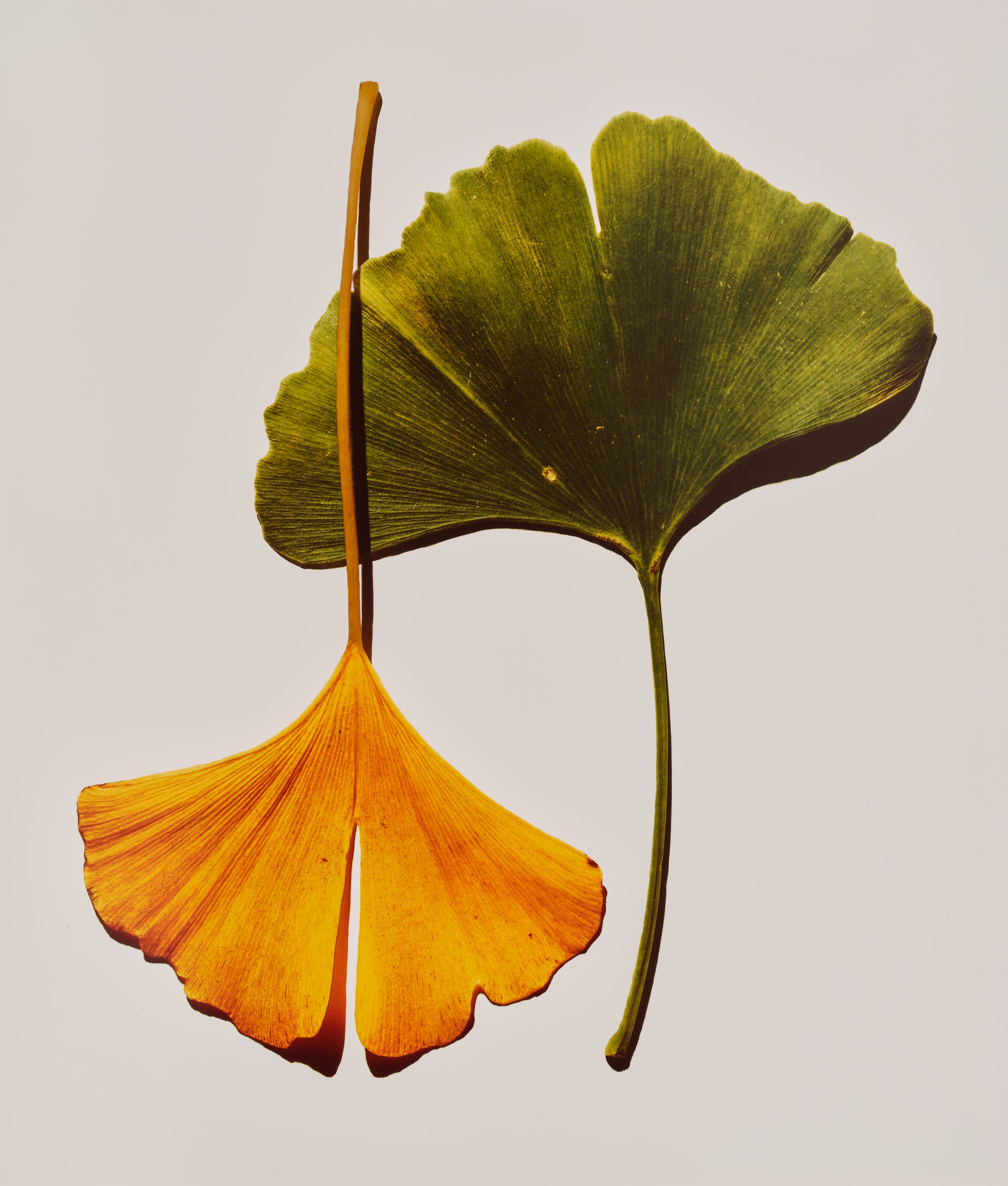 Irving Penn Visual Language: The Art of Irving Penn