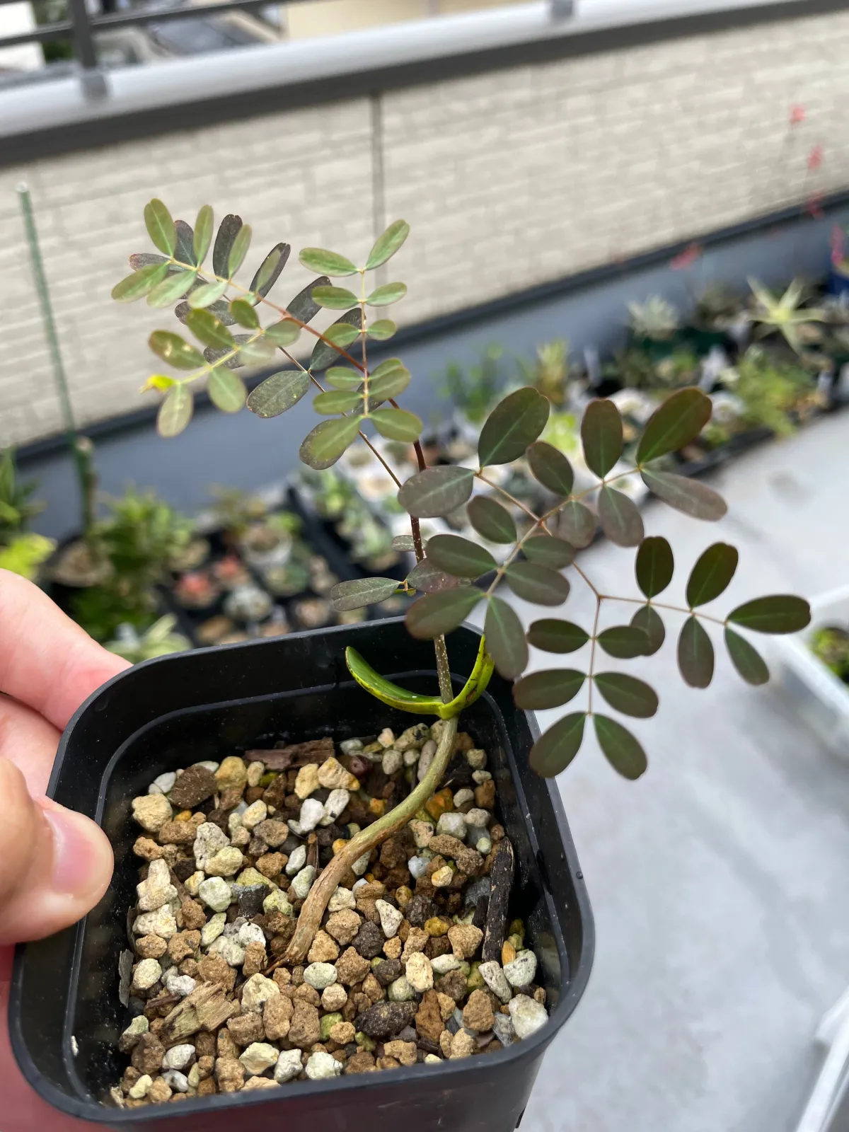 種子] デロニクス デカリー Delonix decaryi | 塊根植物 コーデックス