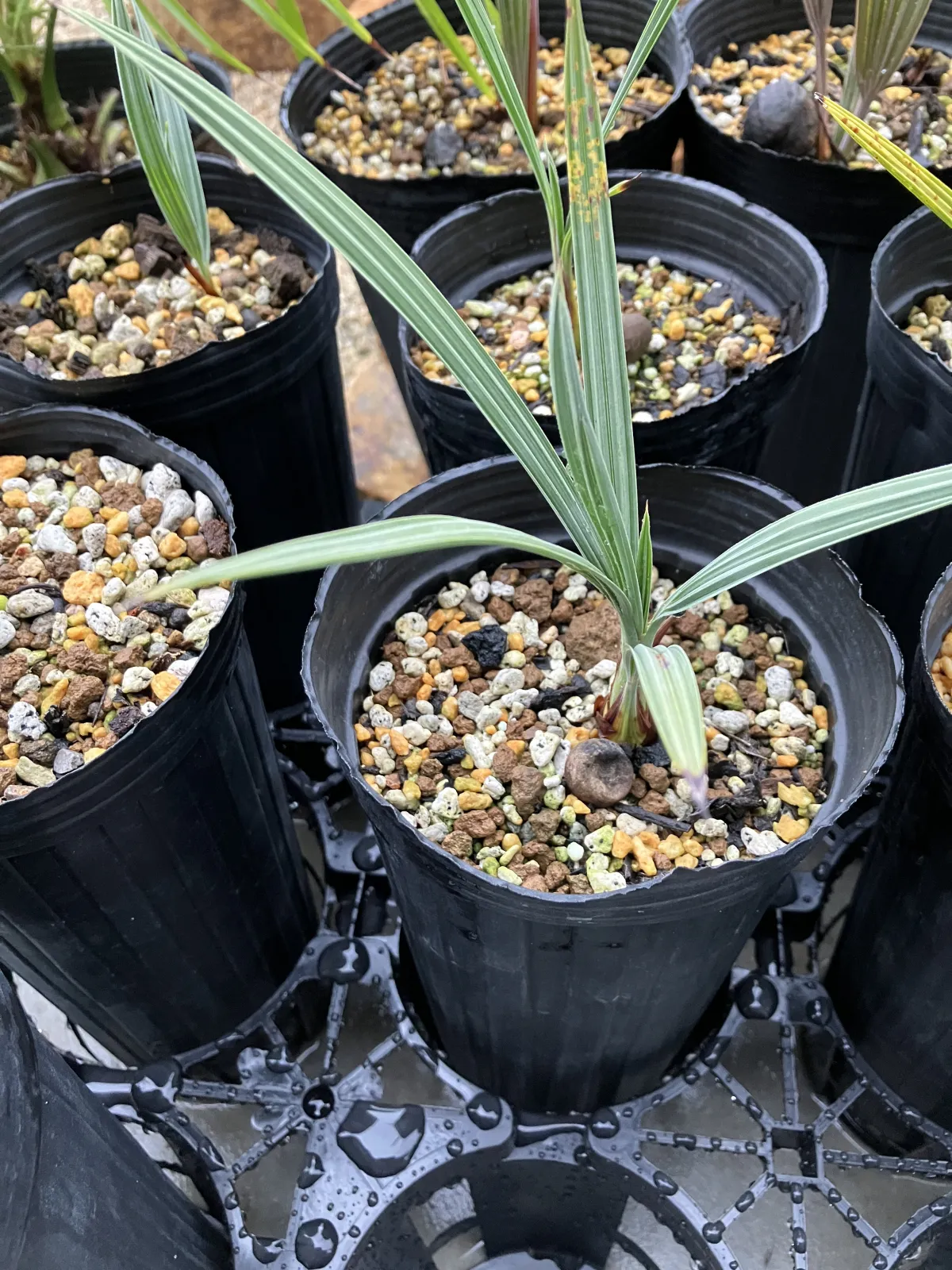 種子]ブラヘア アルマータ Brahea armata | ヤシ シルバーリーフ 耐寒