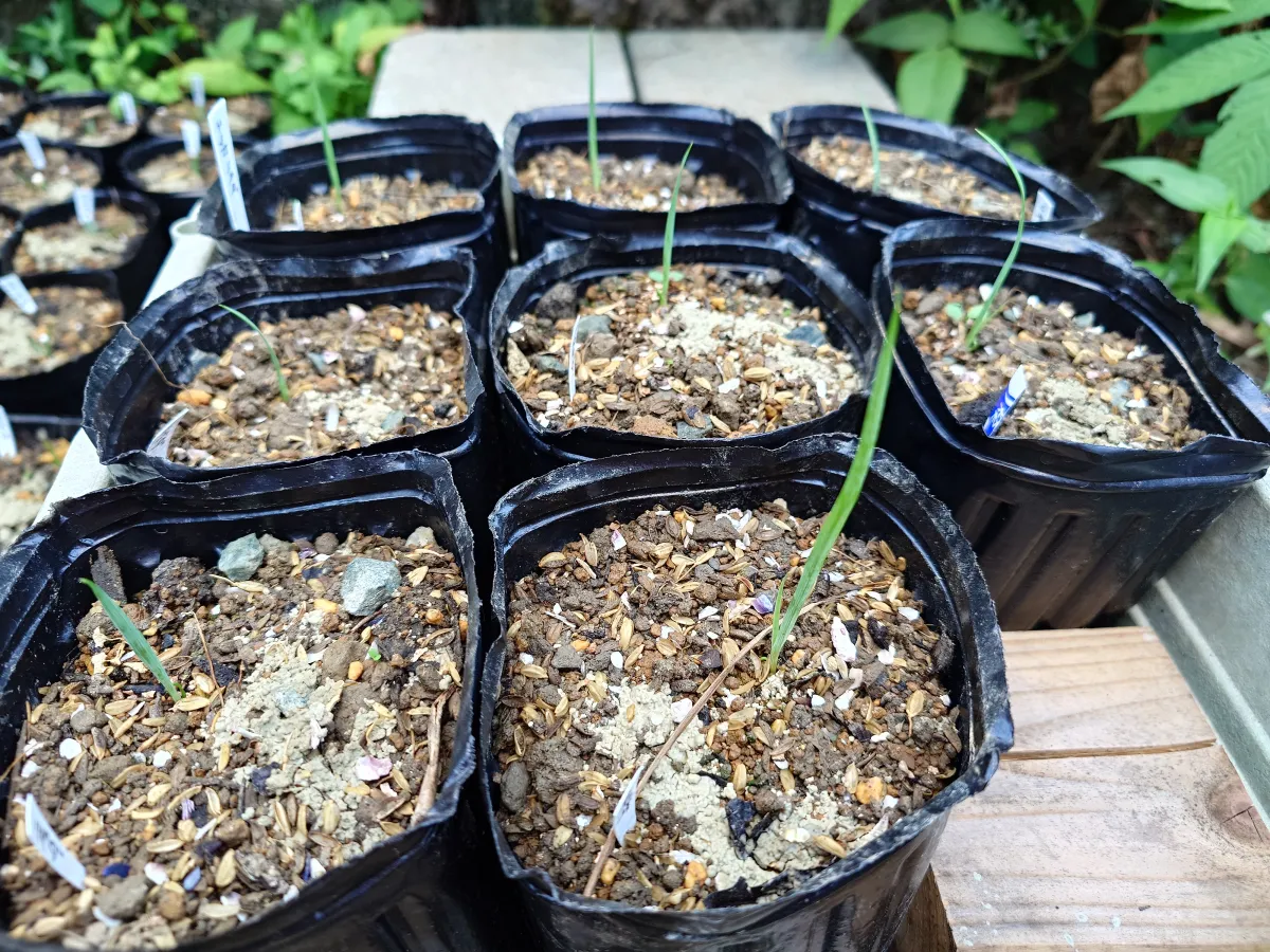 種子] ユッカ リギダ Yucca rigida｜人気品種 ドライガーデン 耐寒性