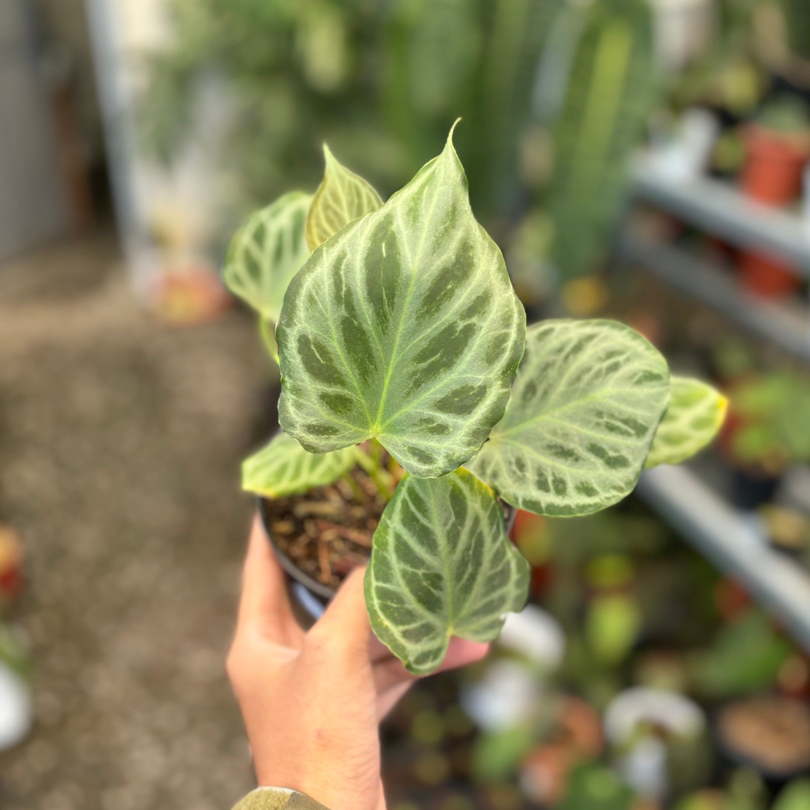 41CB76C5-0DB8-410C-AE5C-