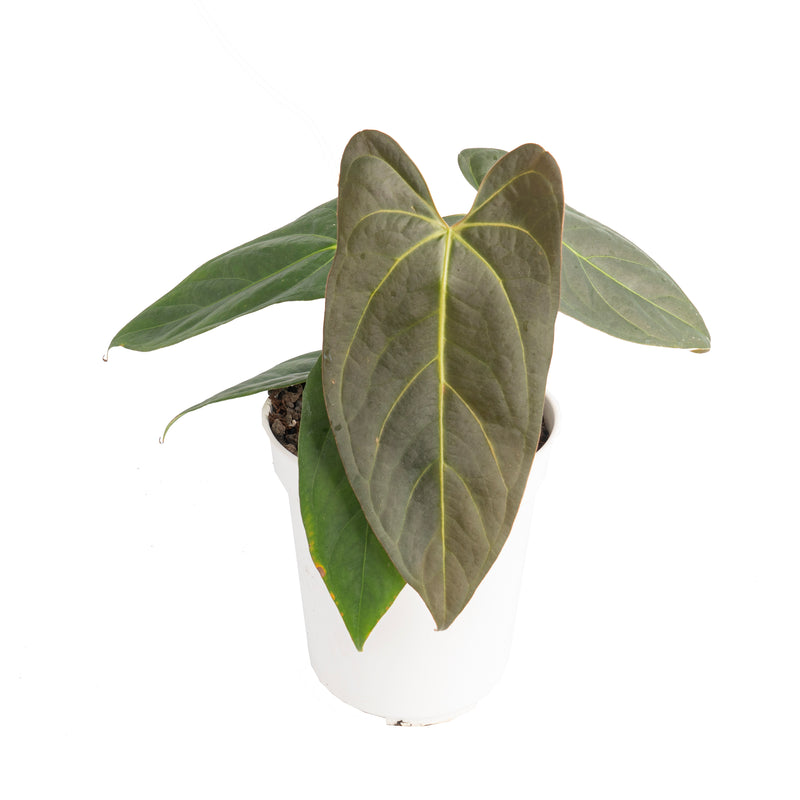 Anthurium papillilaminum x portillae – Aroid Market