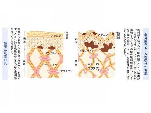 ナガセ ビューティケァ 健康食品 化粧品 通信販売 アルカンジュ