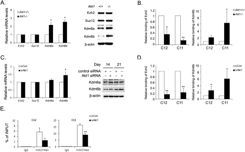 Akt1 mediates the posterior Hoxc gene expression through