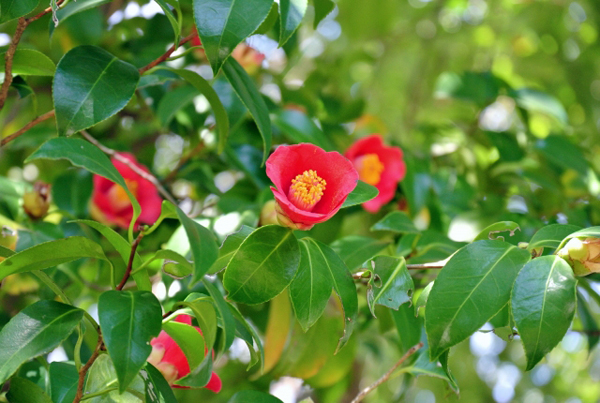 たのしい万葉集(0054): 巨勢山のつらつら椿つらつらに