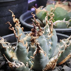 アガベ エボリスピナの値段と価格推移は？｜1583件の売買データから