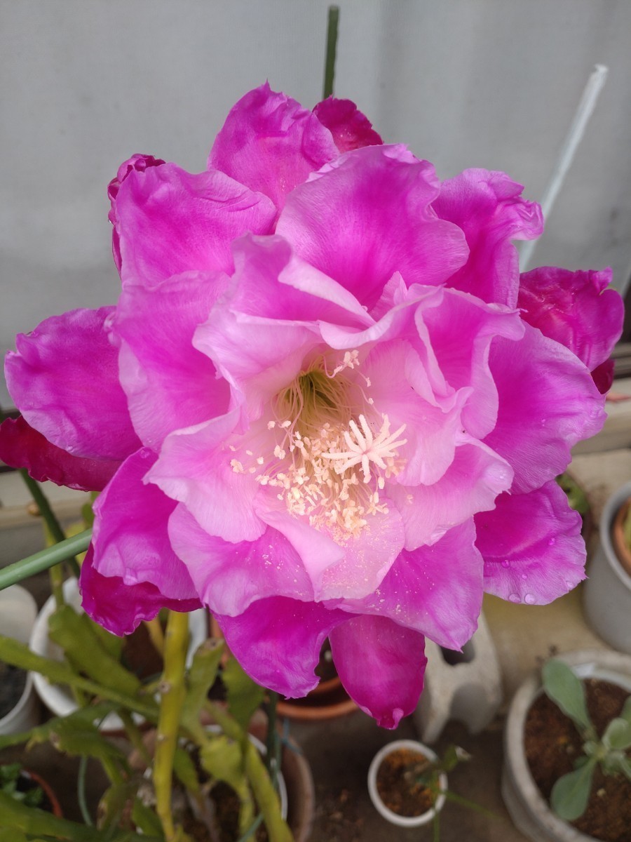 クジャクサボテン千葉の宴 抜き苗1本大株a