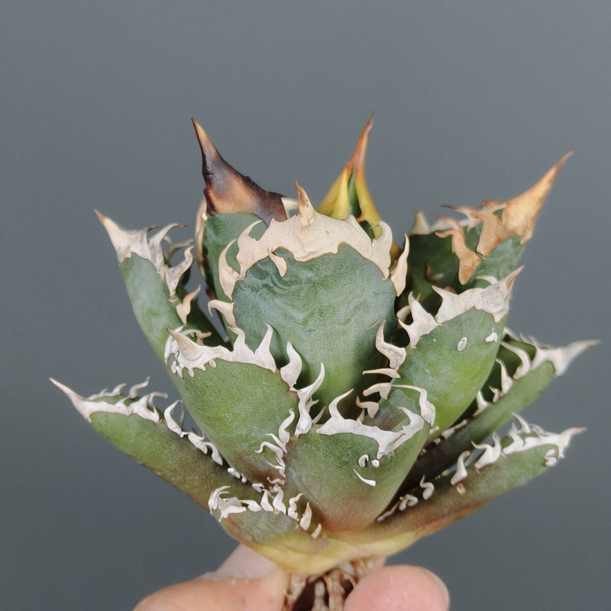 レッドキャットウィーズルの値段と価格推移は？｜328件の売買データ