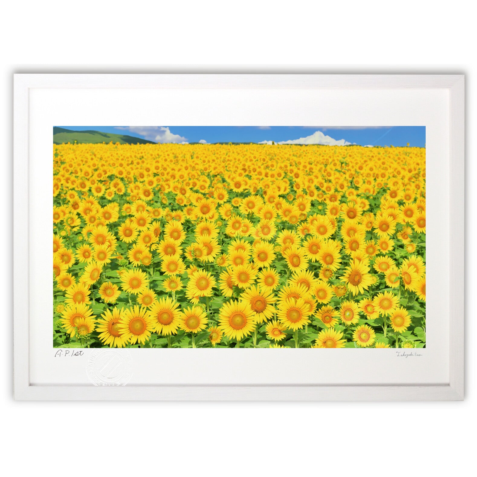 ひまわり畑 – 絵画や壁飾り販売｜風景投稿販売あゆわら(R)