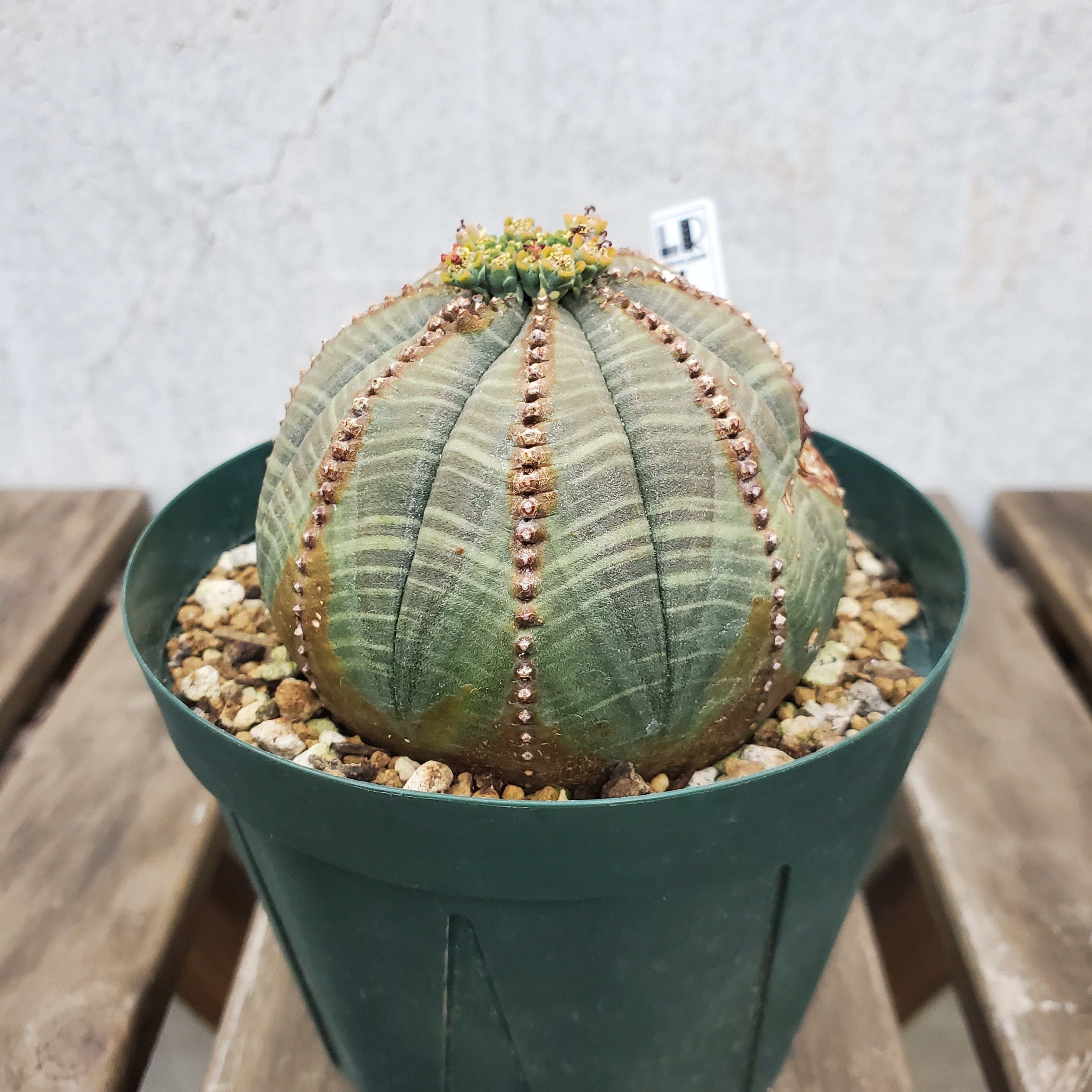 中株75mm】現在 雌雄同体 Euphorbia obesa ユーフォルビア オベサ