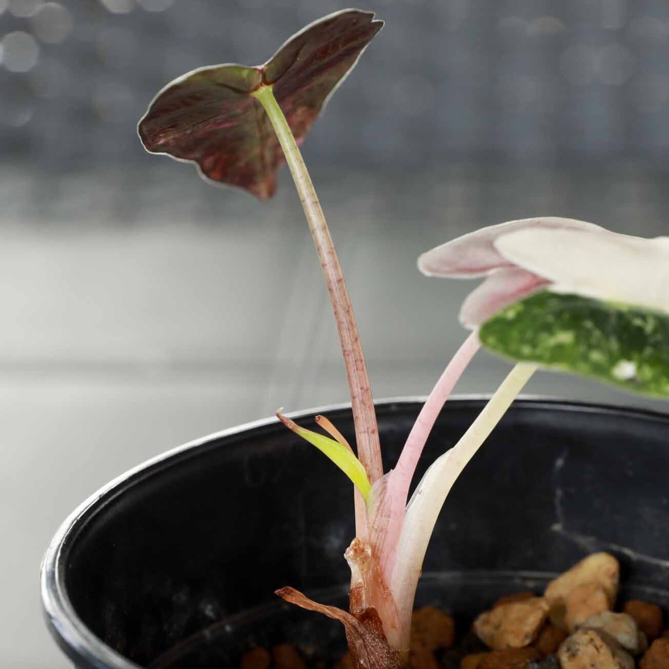 アロカシア バンビーノ ピンク斑入り Alocasia Bambino pink