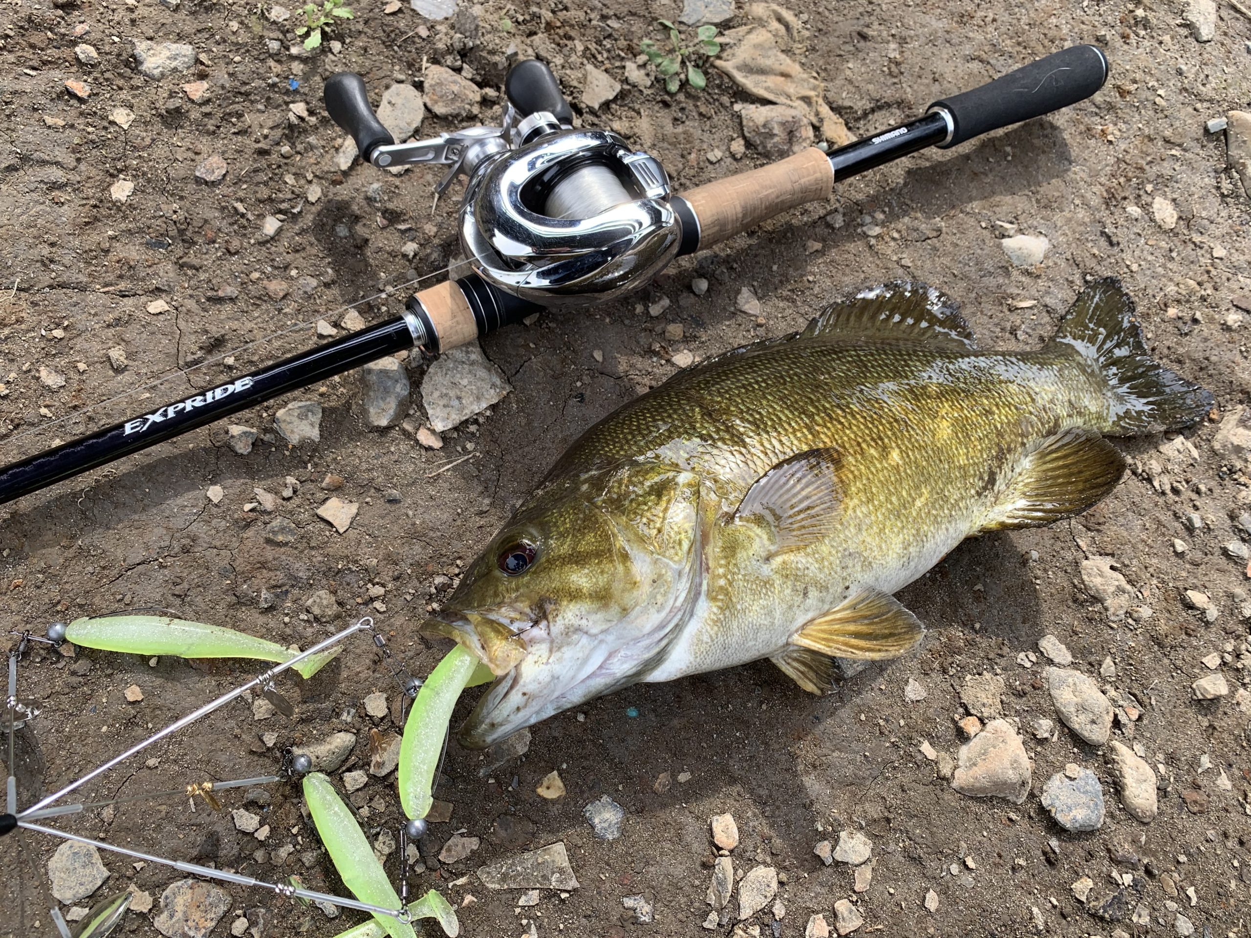 オススメ】霞水系で流行中アラバマリグはヴァラバマで決まり