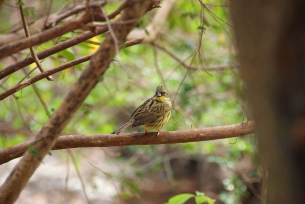風景・野鳥撮影に✨超美品✨Nikon AF-S 55-300mm VR 超望遠 鳥の作例