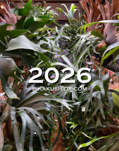 昔からあるビカクシダもいいよ。 | ビカクシダと僕の趣味ブログ