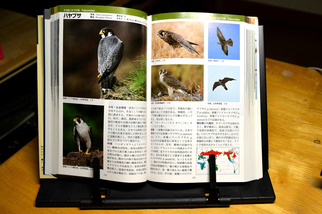 ぼうぼう工房 鳥類学