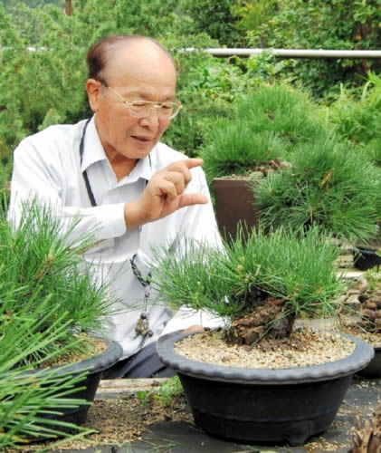 黒松「瑞宝」 挿し木の技術開発に期待 | 盆栽 | 四国新聞社